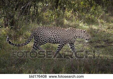 Leopard walking in grass View Large Photo Image Stock Photo - Leopard walking in grass. Fotosearch