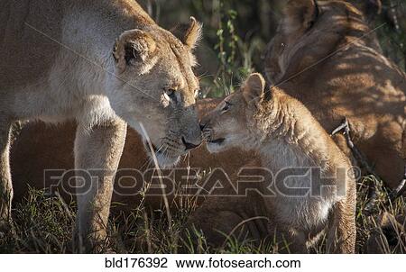 Lioness and cub nuzzling in grass View Large Photo Image Stock Image - Lioness and cub nuzzling in grass. Fotosearch