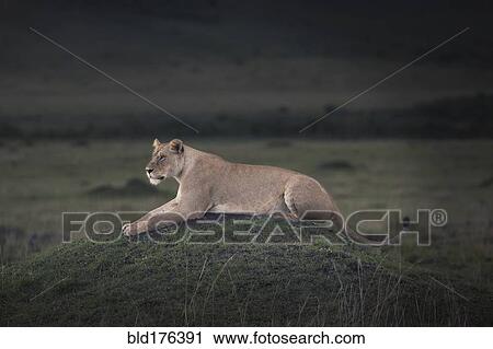 Lioness laying in field View Large Photo Image Stock Image - Lioness laying in field. Fotosearch