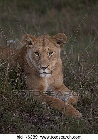 Lioness laying in grass View Large Photo Image Stock Photo - Lioness laying in grass. Fotosearch