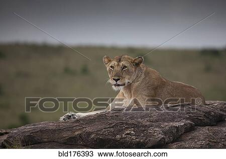 Lioness laying on tree View Large Photo Image Stock Image - Lioness laying on tree. Fotosearch