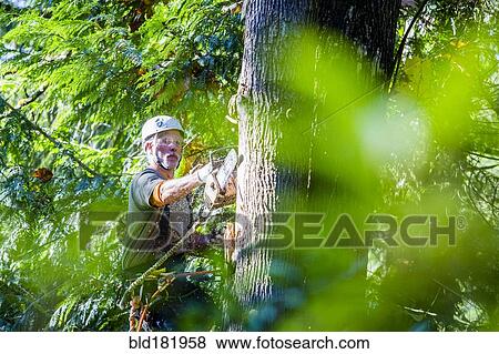 Stock Photo - Logger using chainsaw on tree. Fotosearch