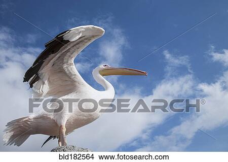 Low angle view of bird under blue sky View Large Photo Image Picture - Low angle view of bird under blue sky. Fotosearch