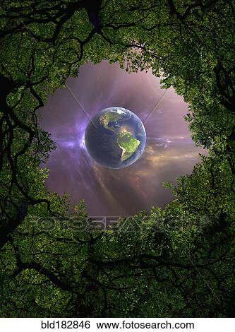 Low angle view of Earth, night sky and tree canopy View Large Photo Image Stock Photograph - Low angle view of Earth, night sky and tree canopy. Fotosearch