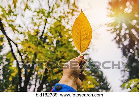 Low angle view of hand holding autumn leaf View Large Photo Image Stock Photo - Low angle view of hand holding autumn leaf. Fotosearch