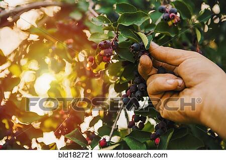 Stock Image - Low angle view of hand picking blueberry. Fotosearch