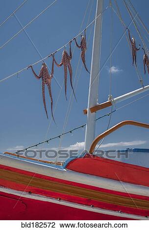 Low angle view of octopus hanging from boat rigging View Large Photo Image Stock Image - Low angle view of octopus hanging from boat rigging. Fotosearch