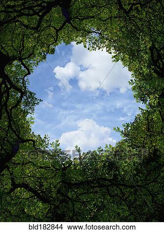 Picture - Low angle view of sky and tree canopy. Fotosearch