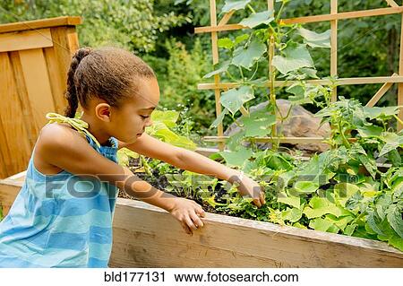 Stock Image - Mixed race girl examining plants in garden. Fotosearch
