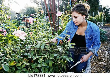 Stock Image - Mixed race woman examining flowers in garden. Fotosearch