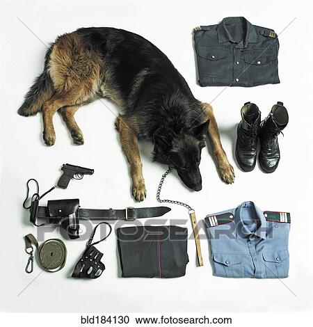 Organized police uniform and equipment with dog View Large Photo Image Stock Image - Organized police uniform and equipment with dog. Fotosearch