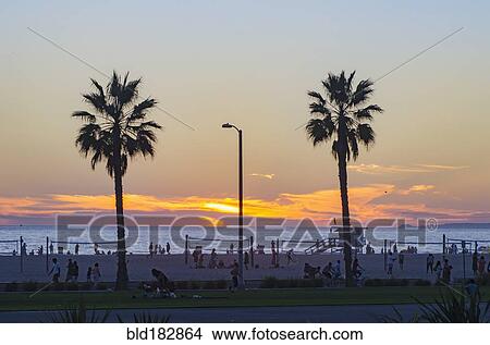 Picture - Palm trees on beach at sunset, Santa Monica, California, United States. Fotosearch