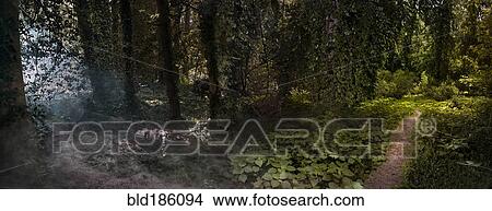 Panoramic view of fog and sunlight in remote forest View Large Photo Image Picture - Panoramic view of fog and sunlight in remote forest. Fotosearch