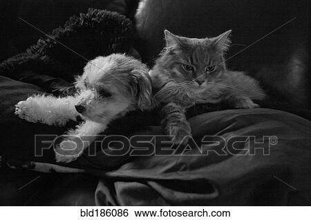 Pets snuggling on sofa View Large Photo Image Stock Photograph - Pets snuggling on sofa. Fotosearch