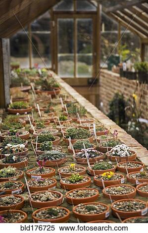 Stock Photography - Potted seedlings growing in greenhouse. Fotosearch