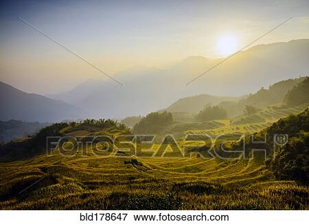 Stock Photo - Rice fields in rural landscape. Fotosearch