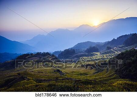 Stock Photograph - Rice fields in rural landscape. Fotosearch