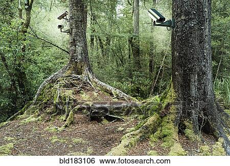 Stock Photograph - Security camera in remote forest. Fotosearch