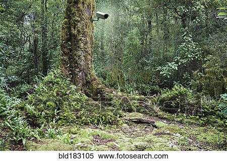 Stock Photography - Security camera in remote forest. Fotosearch