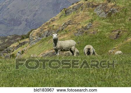 Stock Photo - Sheep grazing in rural field. Fotosearch