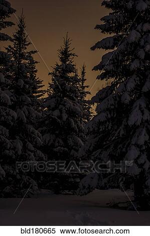 Stock Photography - Snowy trees and sunrise sky. Fotosearch