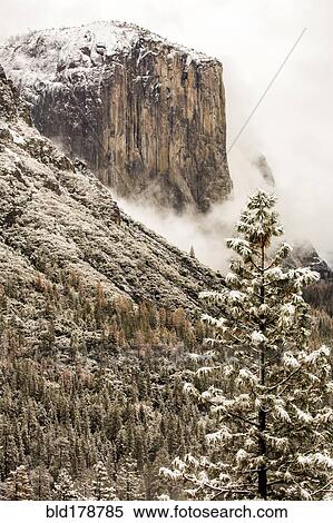 Stock Photography - "Snowy treetops and mountain in Yosemite National Park, California, United States". Fotosearch