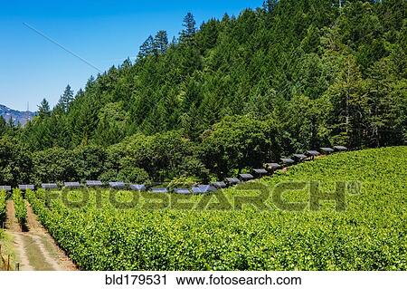 Stock Image - Solar panels and vines in rural vineyard. Fotosearch