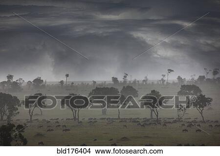 Picture - Storm clouds over savanna field. Fotosearch