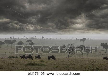 Stock Photography - Storm clouds over savanna field. Fotosearch