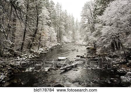 Picture - Stream flowing in snowy forest. Fotosearch