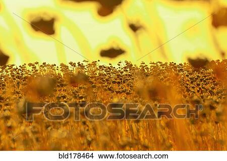 Sunflowers growing in rural field View Large Photo Image Picture - Sunflowers growing in rural field. Fotosearch