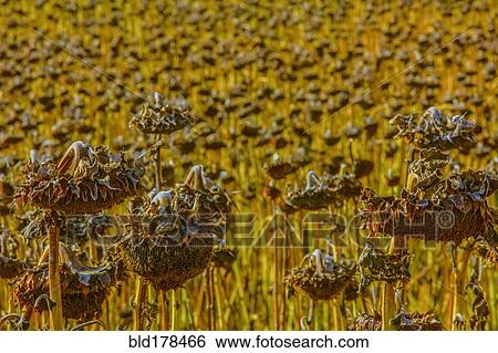 Sunflowers wilting in rural field View Large Photo Image Stock Photograph - Sunflowers wilting in rural field. Fotosearch