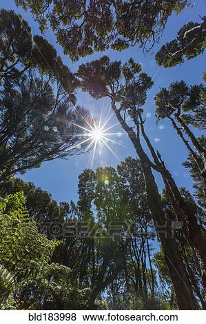 Stock Photo - Sunshine over tree canopy in remote jungle. Fotosearch