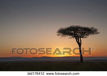 Tree at sunset in savanna landscape View Large Photo Image Stock Image - Tree at sunset in savanna landscape. Fotosearch