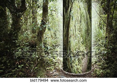 Tree portal in forest View Large Photo Image Picture - Tree portal in forest. Fotosearch
