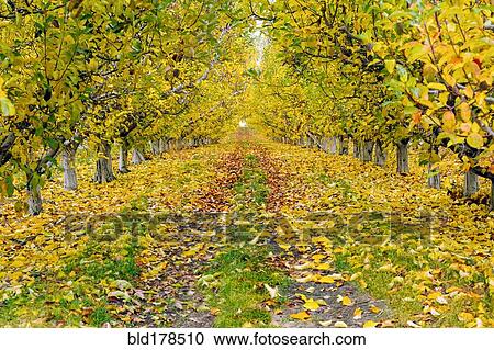 Stock Image - Trees and autumn leaves on dirt path. Fotosearch