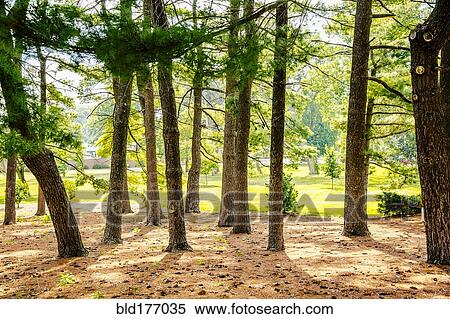 Trees growing in sunny forest View Large Photo Image Stock Photography - Trees growing in sunny forest. Fotosearch