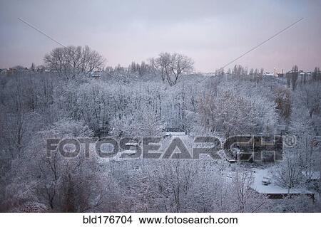 Trees over park in snowy landscape View Large Photo Image Picture - Trees over park in snowy landscape. Fotosearch