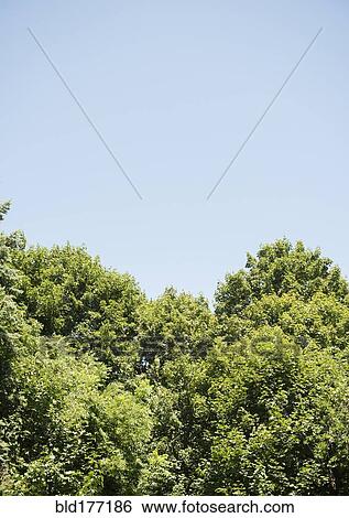 Stock Photograph - Treetops under blue sky. Fotosearch