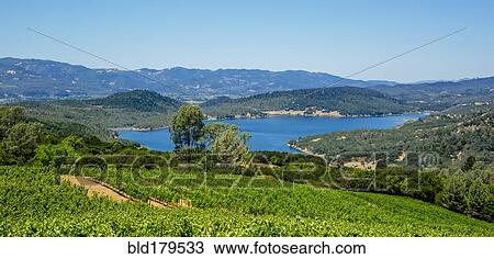 Vineyards on hillside in rural landscape View Large Photo Image Stock Image - Vineyards on hillside in rural landscape. Fotosearch