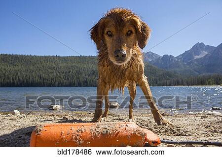 Wet dog playing on remote beach View Large Photo Image Stock Photograph - Wet dog playing on remote beach. Fotosearch