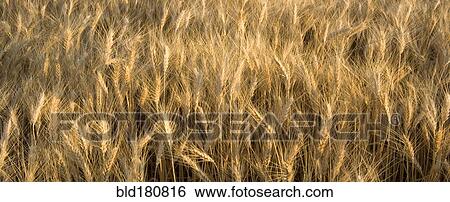 Wheat stalks growing in rural field View Large Photo Image Stock Photograph - Wheat stalks growing in rural field. Fotosearch
