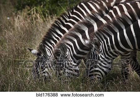 Zebras grazing in field View Large Photo Image Stock Photo - Zebras grazing in field. Fotosearch