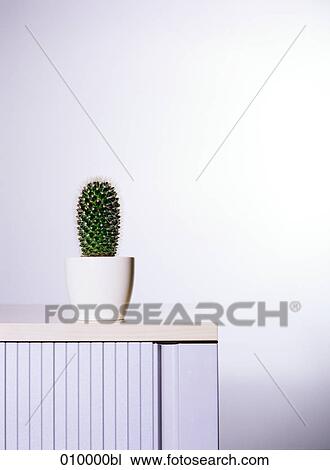 Stock Image - Cactus in white pot on filing cabinet, white background. Fotosearch