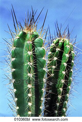 Stock Image - close up of cactus. Fotosearch