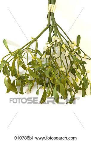 Stock Image - close-up of mistletoe. Fotosearch