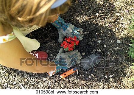 close-up of woman planting some red flowers View Large Photo Image Stock Image - close-up of woman planting some red flowers. Fotosearch