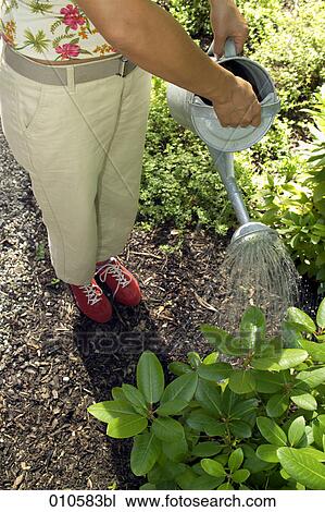close-up of woman watering some plants in the garden View Large Photo Image Stock Image - close-up of woman watering some plants in the garden. Fotosearch