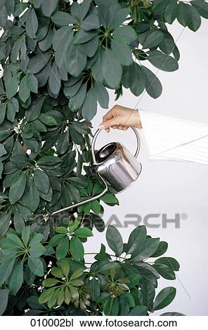 female hand watering plant View Large Photo Image Stock Image - female hand watering plant. Fotosearch