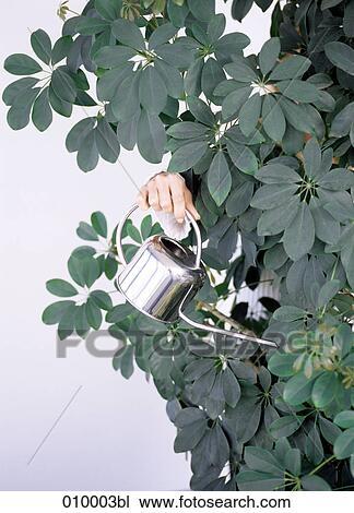 female hand watering plant View Large Photo Image Stock Image - female hand watering plant. Fotosearch
